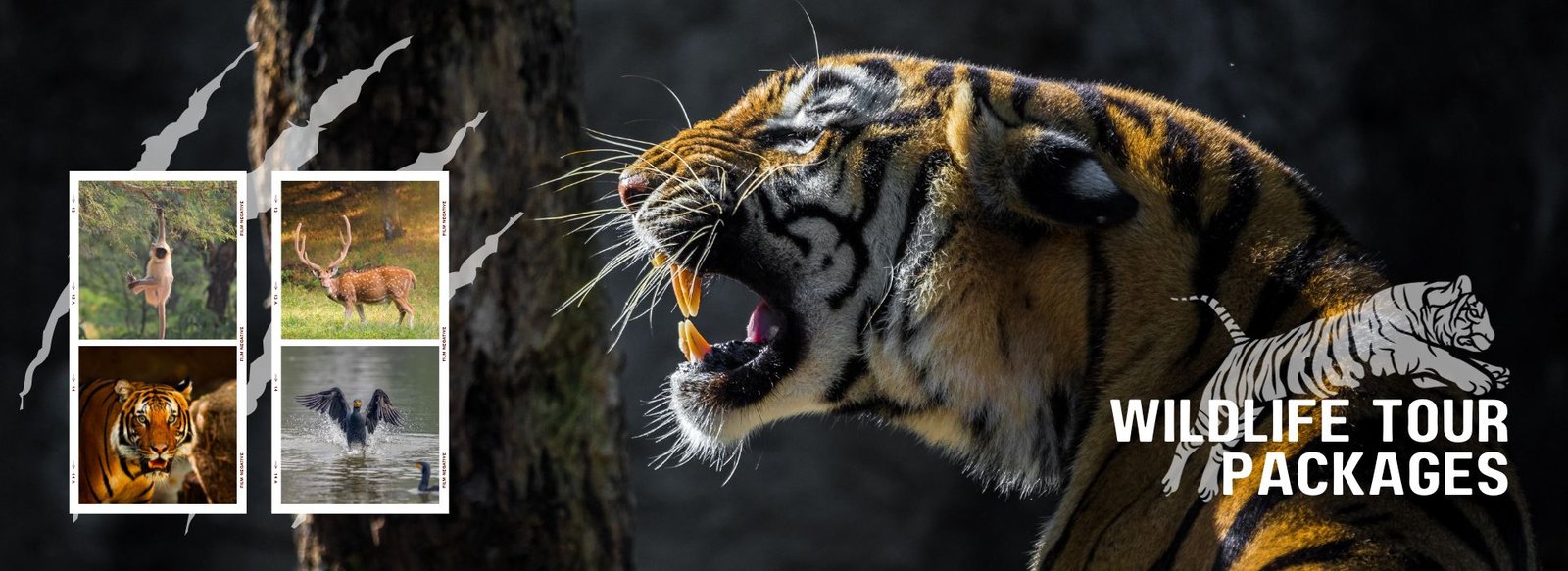 Wildlife Tour Packages