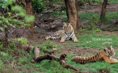 From-Delhi_-One-Day-Sariska-Tiger-Reserve-Tour-By-Car1