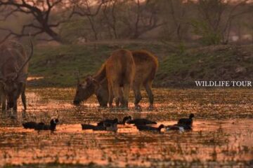 From Delhi_ 10 Days 9 Nights Golden Triangle Tour with Wildlife Safari