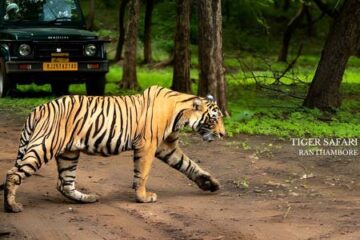 From Delhi_ 5 Days 4 Night Delhi, Jaipur & Agra with Ranthambore Golden Triangle Tour