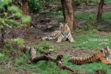 From Delhi_ One Day Sariska Tiger Reserve Tour By Car