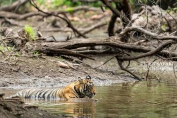 From Jaipur_ Two Days Ranthambore Tiger Safari Tour