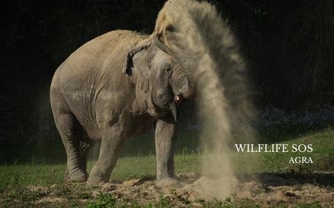 From Delhi- Taj Mahal, Elephant & Bear Rescue Center Tour By Car