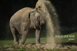 From Delhi: Taj Mahal, Elephant & Bear Rescue Center Tour By Car