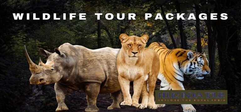 Wildlife Tour Packages