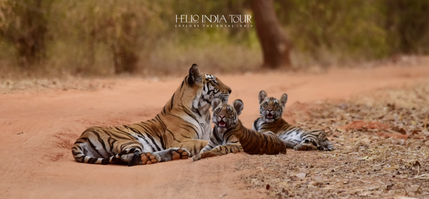 Wildlife Tour Packages