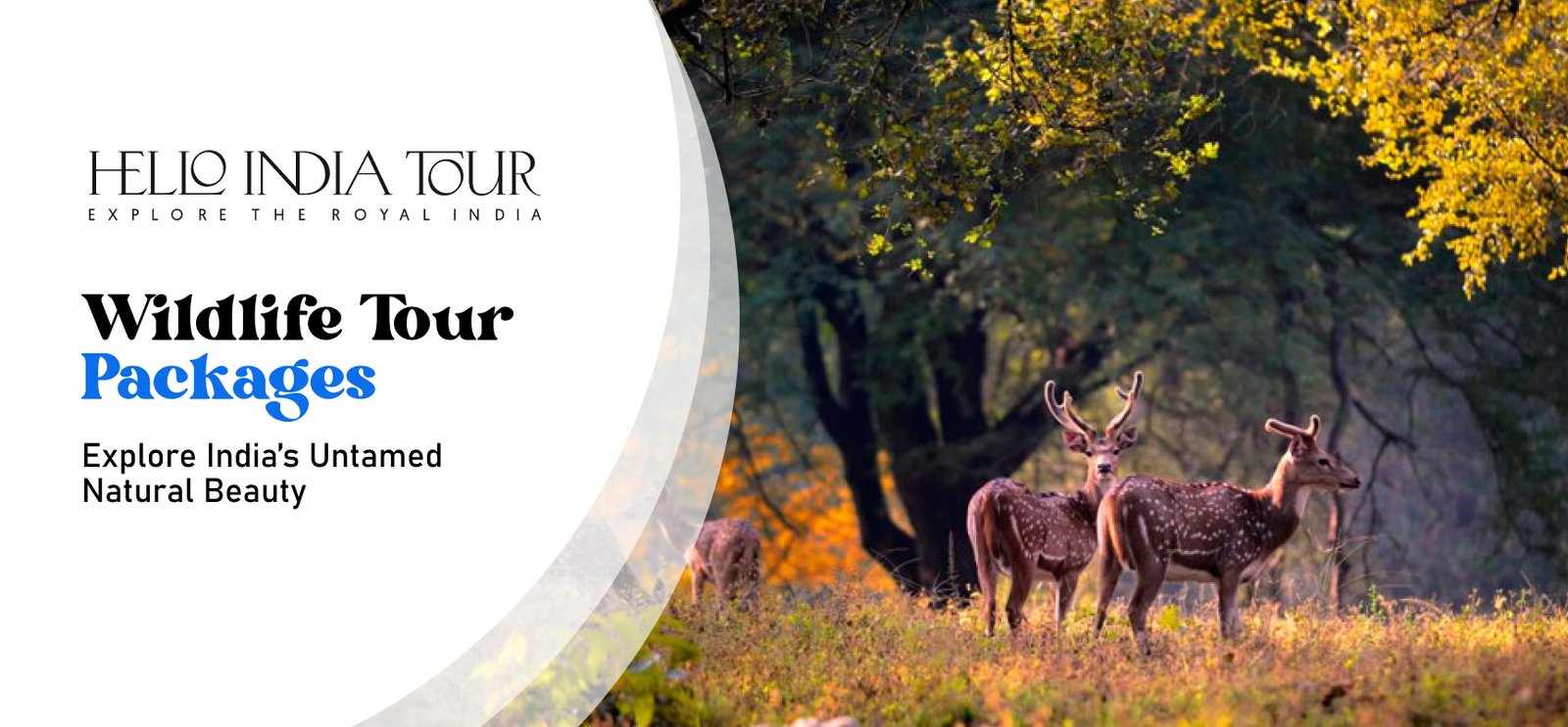 Wildlife Tour Packages India | Explore Nature & Safaris