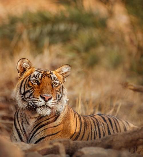 Royal Bengal Tiger -Hello India Tour